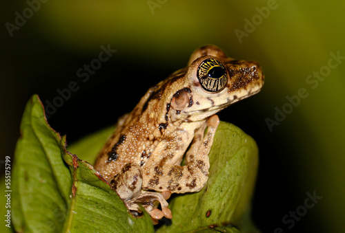 Tiny ray-eyed frog in the Amazon rainforest photo