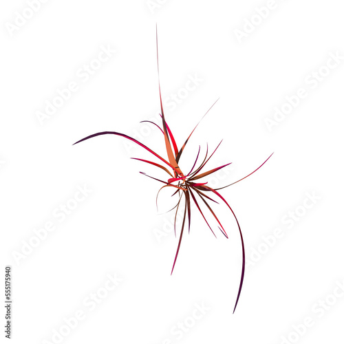 Top view of Plant (Red Grass 1) Tree png