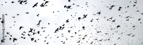 Crows fly against the gray sky. Lots of flying birds