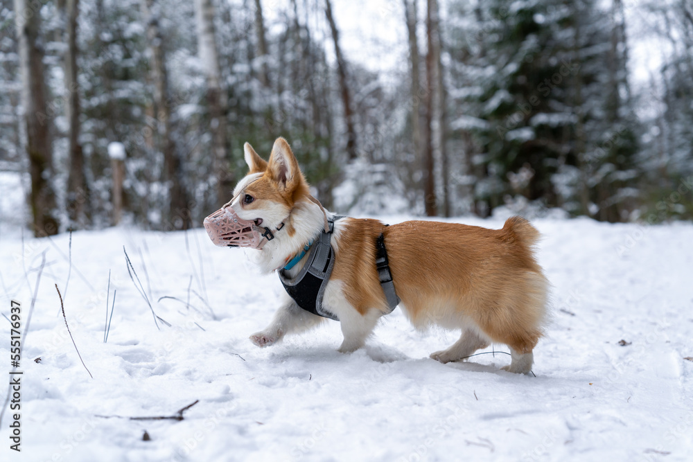 Corgi in a muzzle. Dog in the winter forest.