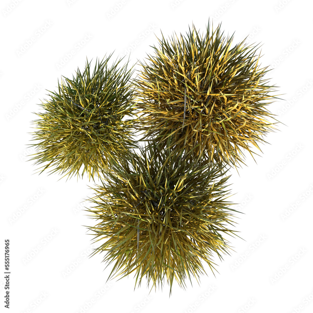 Top view of Plant (group of dry grass Thatch 1) Tree png 
