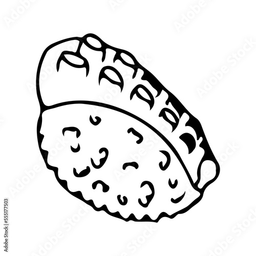 Sushi with seafood. Nigirizushi with octopus. Asian cuisine. Vector illustration isolated on white background