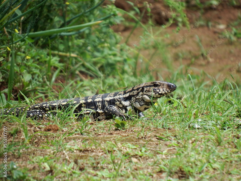 Fototapeta premium lizard on the grass reptile