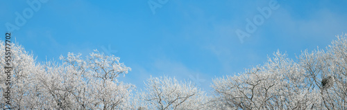 Tops of trees covered with snow against the blue sky. Winter concept