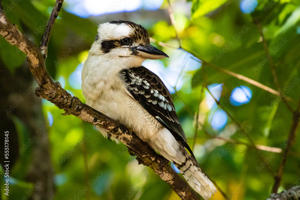 Beautiful Laughing kookaburra sitting on the branch in Queensland, Australia. Widlife of Australia. Birds of Australia Beautiful Laughing kookaburra sitting on the branch in Queensland, Australia. Widlife of Australia. Birds of Australia