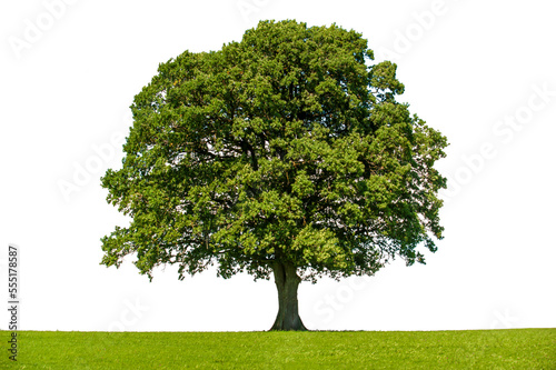 Single tree with big treetop in summer