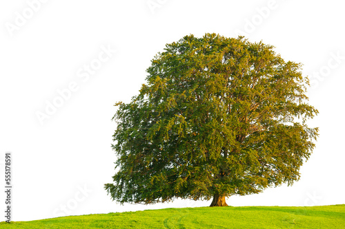 Single tree with big treetop in summer