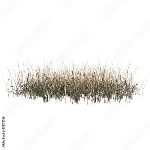 Front view of Plant ( Dry Grass Long Lawn 3) Tree png