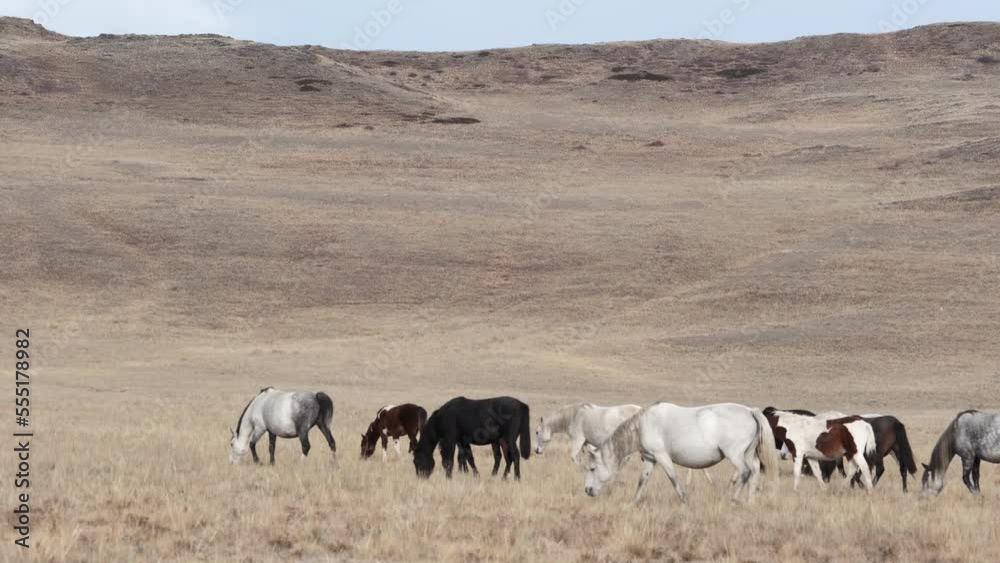 Free adorable horses graze on countryside autumn field searching for feed. A herd of different breeds walk together, eating dry grass on a mountain slope. Slow motion Free adorable horses graze on countryside autumn field searching for feed. A herd of different breeds walk together, eating dry grass on a mountain slope. Slow motion
