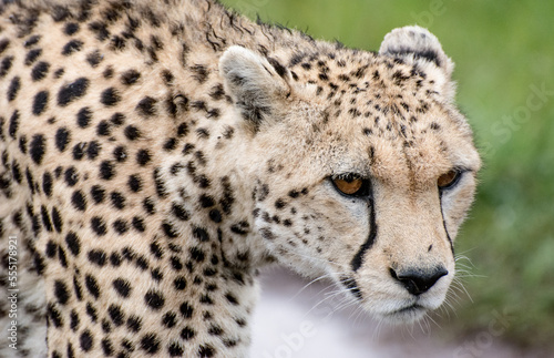 Close up Cheetah