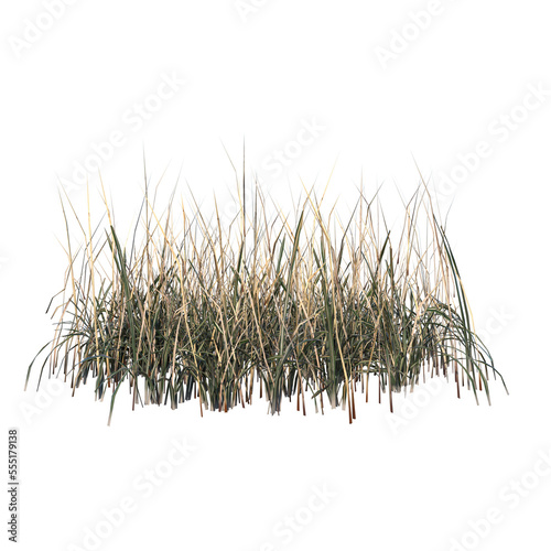 Front view of Plant ( Dry Grass Long Lawn 2) Tree png