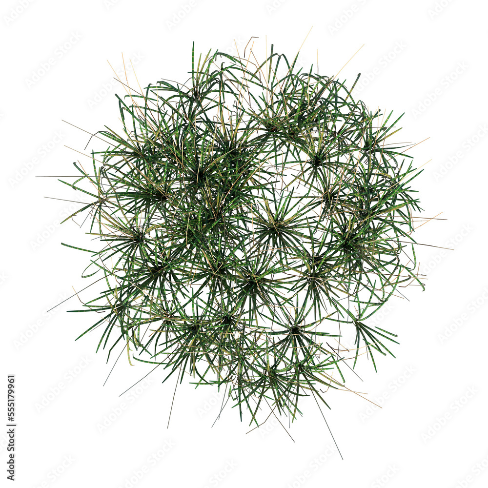 Fototapeta premium Top view of Plant ( Long Lawn Grass 6) Tree png