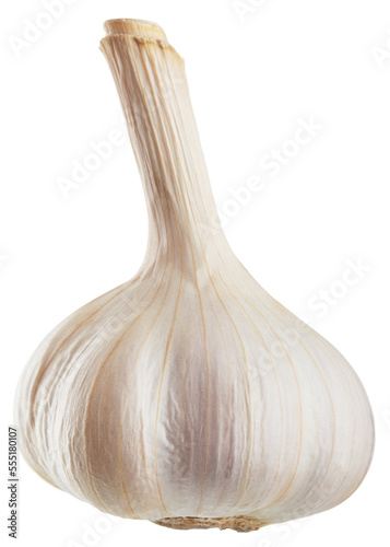 Organic fresh healthy garlic vegetable