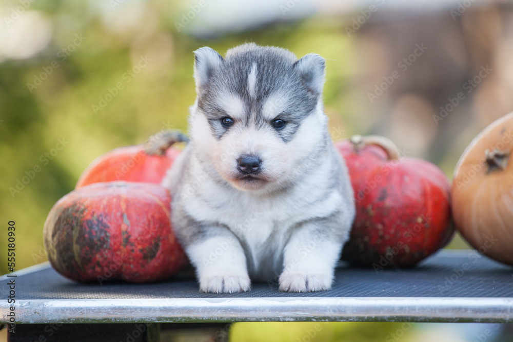 Fototapeta premium gray and white siberian husky dog