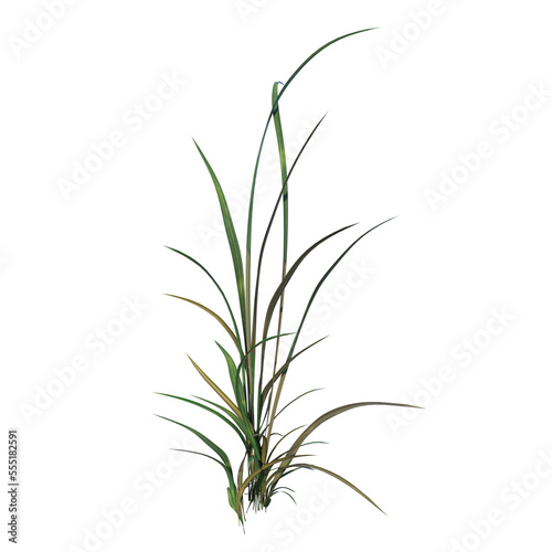 Front view of Plant   Long Lawn Grass 1  Tree png