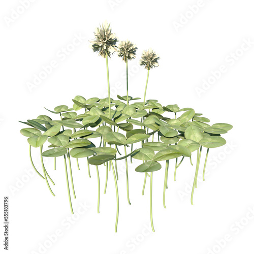 Front view of Plant ( Running buffalo clover Trifolium stoloniferum 3) Tree png photo