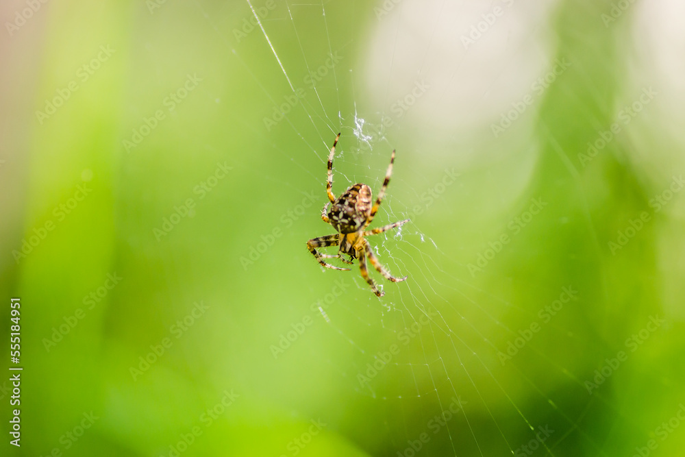 Forest by the Danube river in summer. Spider, Araneus diadematus, in its natural environment. Forest by the Danube river in summer. Spider, Araneus diadematus, in its natural environment.