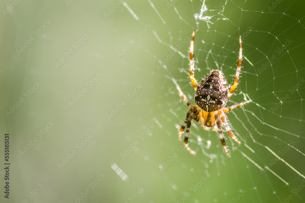 Forest by the Danube river in summer. Spider, Araneus diadematus, in its natural environment. Forest by the Danube river in summer. Spider, Araneus diadematus, in its natural environment.