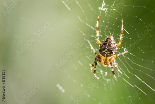 Forest by the Danube river in summer. Spider, Araneus diadematus, in its natural environment.