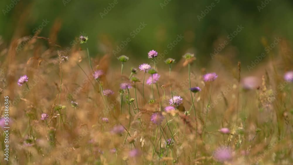 Purple Wildflowers In The Dry Field Due To Drought. Purple Wildflowers In The Dry Field Due To Drought.