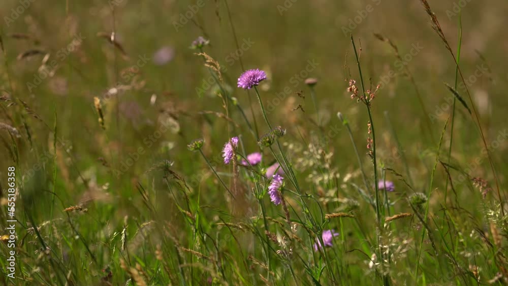 Wind Blowing On Perennial Grass With Flowers In The Meadow Wind Blowing On Perennial Grass With Flowers In The Meadow