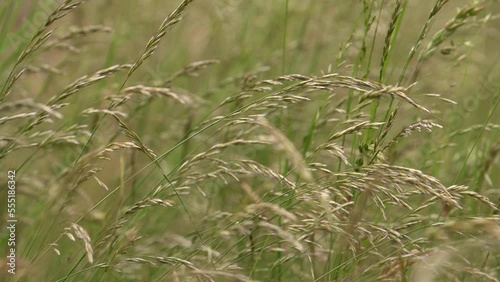 Arrhenatherum Elatius High Grass Swaying With The Wind In The Field photo