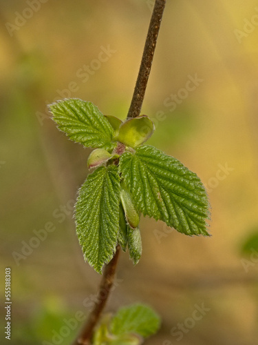 Fresh green spring leaves on a twig of a common hazel shrub, selective focus with soft bokeh background - Corylus avellana