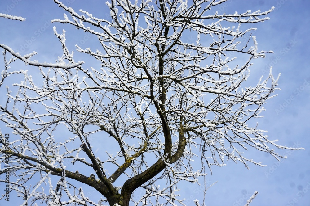 Schneebedeckter Apfelbaum vor hellblauem Himmel bei Sonne, Schnee und Frost am Nachmittag im Winter Schneebedeckter Apfelbaum vor hellblauem Himmel bei Sonne, Schnee und Frost am Nachmittag im Winter