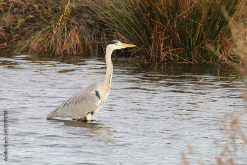 A beautiful grey Heron standing in a lake, the bird is hungry and looking for food.