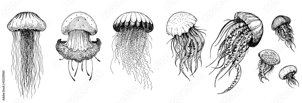 Jellyfish sketch set. Hand drawn vector illustration. Sea jellyfish collection. Design elements. Engraved style. - obrazy, fototapety, plakaty 