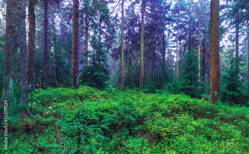 Fototapeta Naklejka Na Ścianę i Meble -  misty evergreen forest
