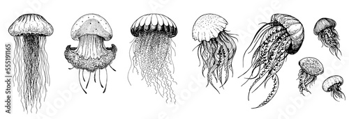 Tableau sur toile Jellyfish sketch set