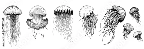 Obraz Jellyfish sketch set. Hand drawn vector illustration. Sea jellyfish collection. Design elements. Engraved style.