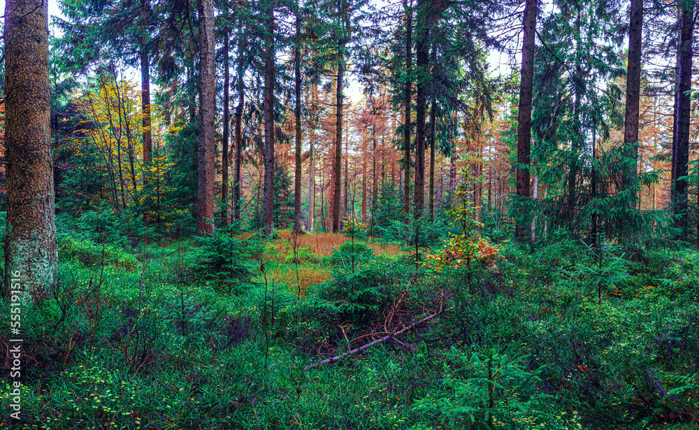 Obraz premium misty evergreen forest