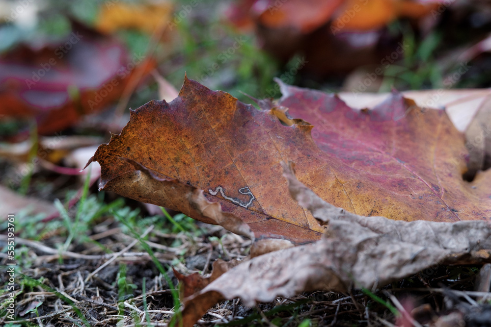 Autumn leaf lying on a green floor. Autumn leaf lying on a green floor.