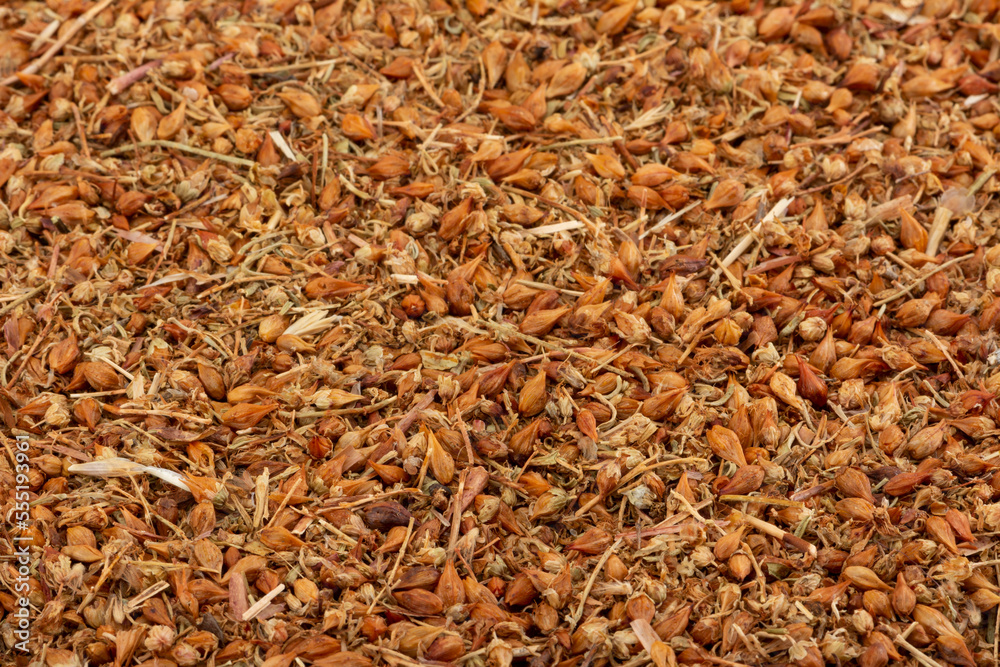 Dried St. John`s wort Dried St. John`s wort
