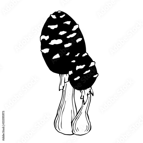 Sketch of poisonous wild forest mushrooms.Vector graphics.