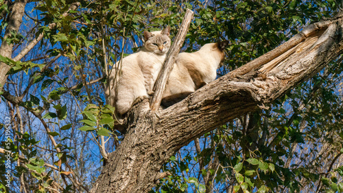 Gato siamés 