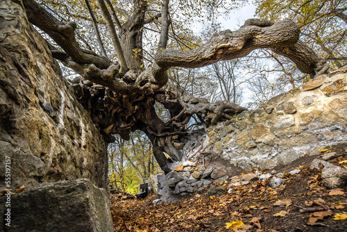 Wurzel eines Baumes wächst über zwei Mauern in der Luft Mystischer Anblick