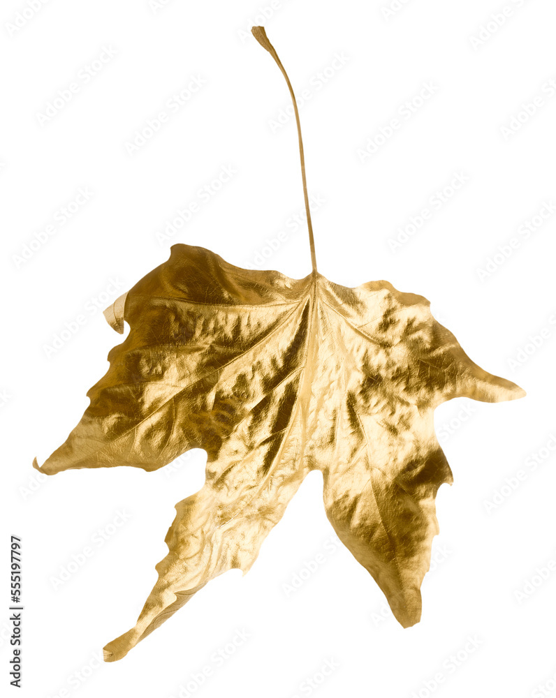 Fototapeta premium Fall gold dry autumn leaves