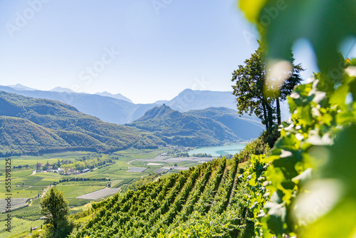 Weinberglandschaft rund um den Kalterer See im Süden Südtirols photo