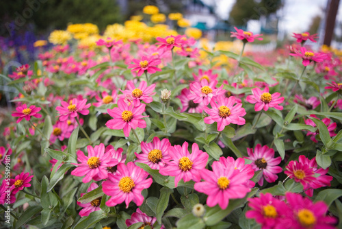 Wallpaper Mural Pink and yellow flowers in a garden. Torontodigital.ca