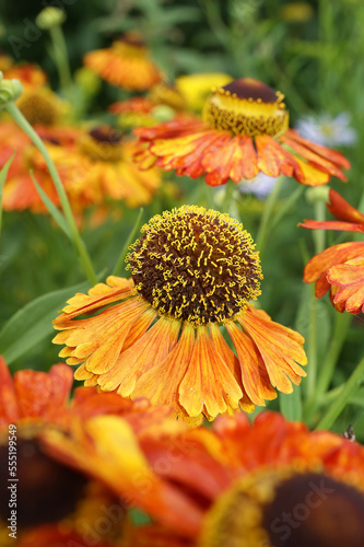 Closeup on the colorful orange blossoming common sneezeweed  Helenium autumnale   in the garden