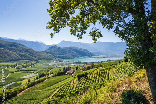 Weinberglandschaft rund um den Kalterer See im Süden Südtirols photo