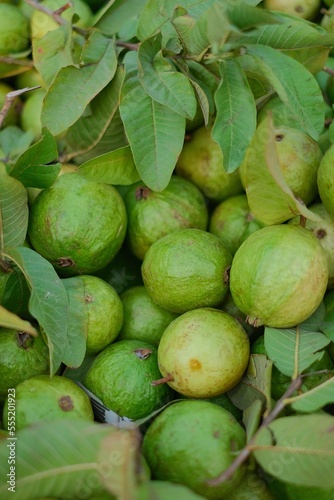 Green fresh Guavas