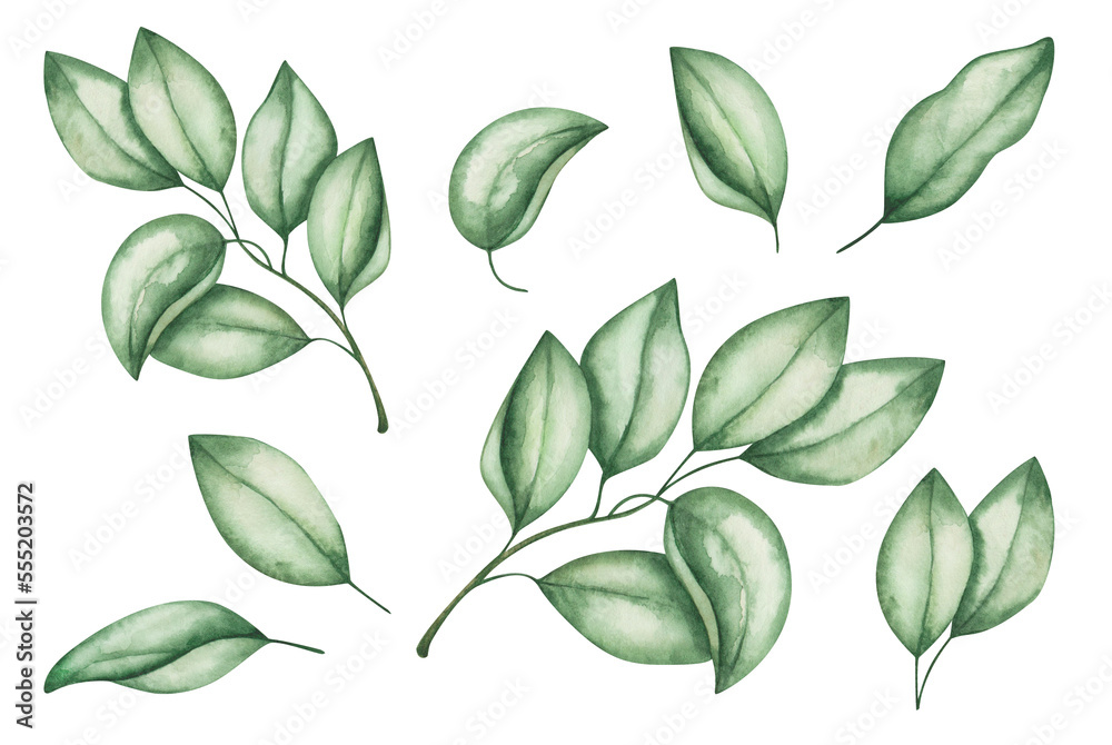 Watercolor illustration. Hand painted green leaves and tree branches. Spring, summer foliage. Forest nature. Jungle plants. Isolated clip art for fabric textile, packaging prints, poster