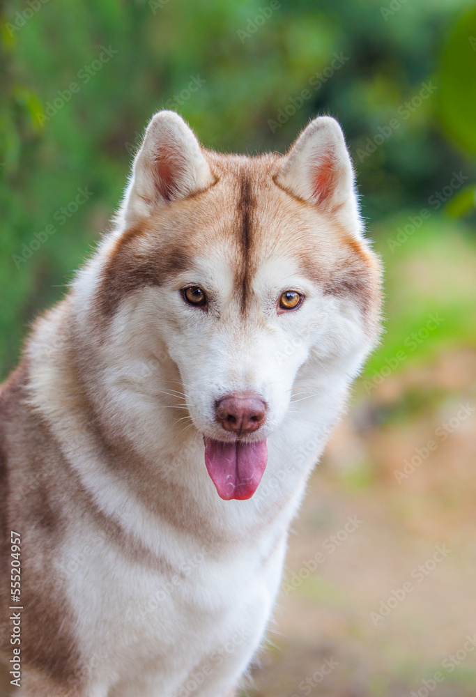 Siberian husky puppy on the street Siberian husky puppy on the street