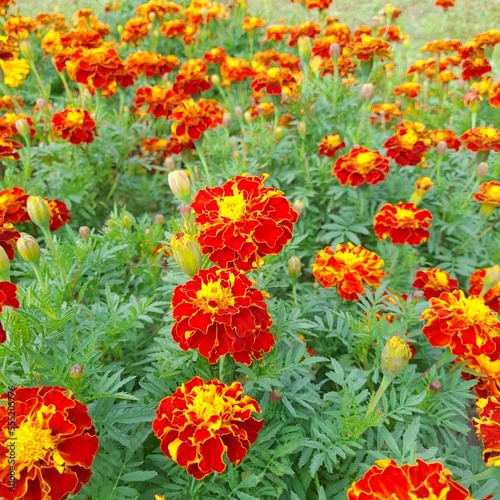 Charming bright flowers tagetes patula in a flower bed under the autumn sun.