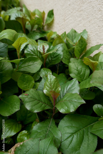 Ceratostigma plumbaginoides