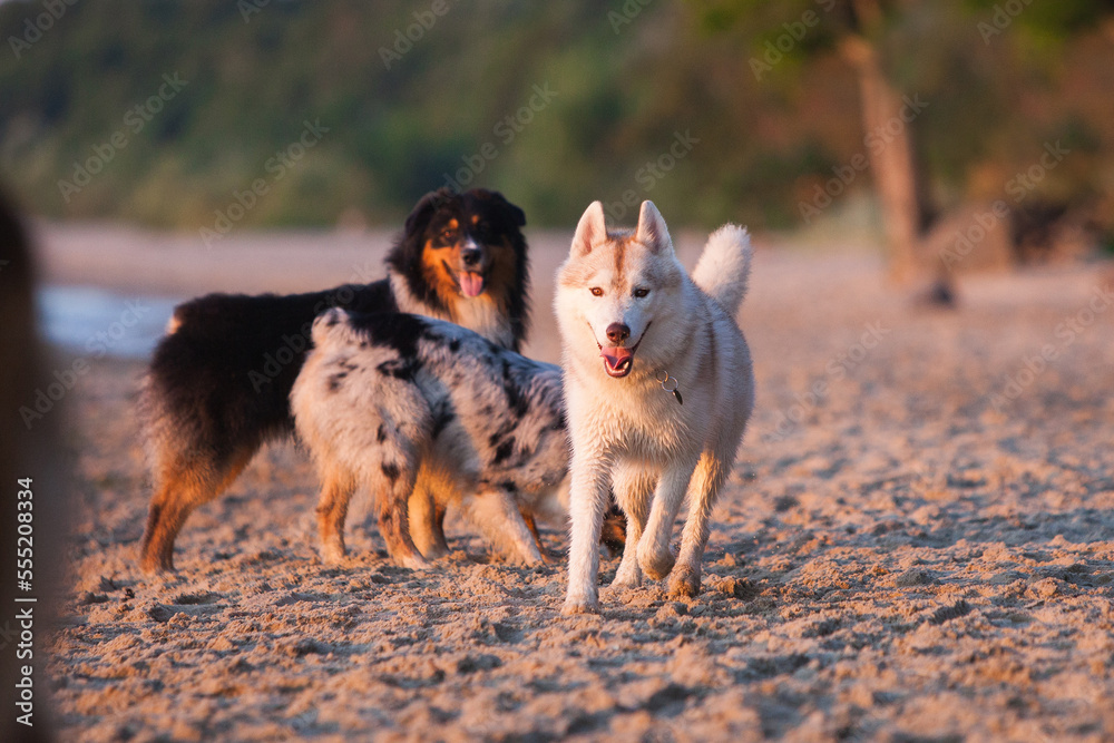 Siberian Husky and Aussie playing on the beach